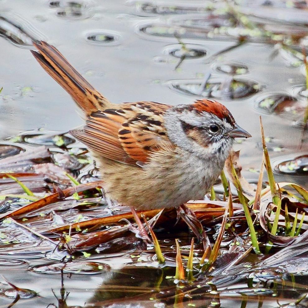 Swamp Sparrow by Dave Inman is licensed under CC BY-NC-ND 2.0